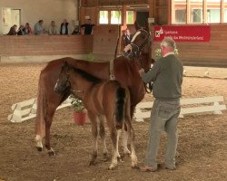 Springpferd Stute von Top Berlin (Deutsches Reitpony, 2014, von Top Berlin)