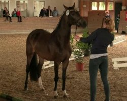 Dressurpferd Stute von Top Carlos Cassini (Deutsches Reitpony, 2011, von Top Carlos Cassini)