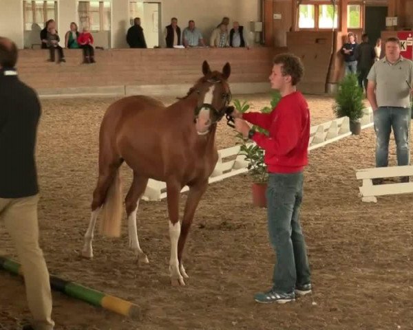 broodmare California Girl (German Riding Pony, 2011, from Top Carlos Cassini)