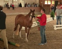 Zuchtstute California Girl (Deutsches Reitpony, 2011, von Top Carlos Cassini)