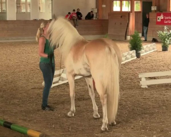 broodmare Wilma (Haflinger, 2011, from Wunderknabe)