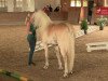 broodmare Wilma (Haflinger, 2011, from Wunderknabe)