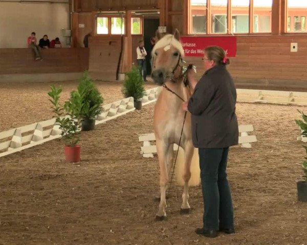 horse Naomy (Haflinger, 2011, from New York B (2,34% ox))