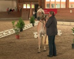 Pferd Naomy (Haflinger, 2011, von New York B (2,34% ox))