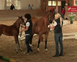 horse Galatea (German Riding Pony, 2014, from Going East)