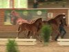 jumper Bonita (German Riding Pony, 2014, from Top Berlin)