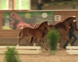 Springpferd Bonita (Deutsches Reitpony, 2014, von Top Berlin)