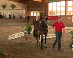 Springpferd Stute von Chin Champ (Westfale, 2011, von Chin Champ)