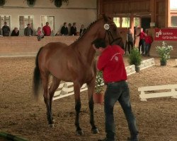 broodmare Stute von Cin Quin (Westphalian, 2011, from Chin Quin)