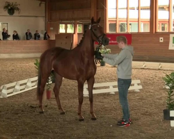 dressage horse Stute von Vitalis (Westphalian, 2011, from Vitalis)