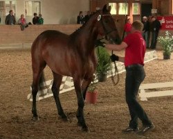 dressage horse Stute von Lissaro (Westphalian, 2011, from Lissaro)