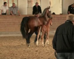 broodmare Stute von Fürst Romancier / De Niro (Westphalian, 2014, from Fürst Romancier)