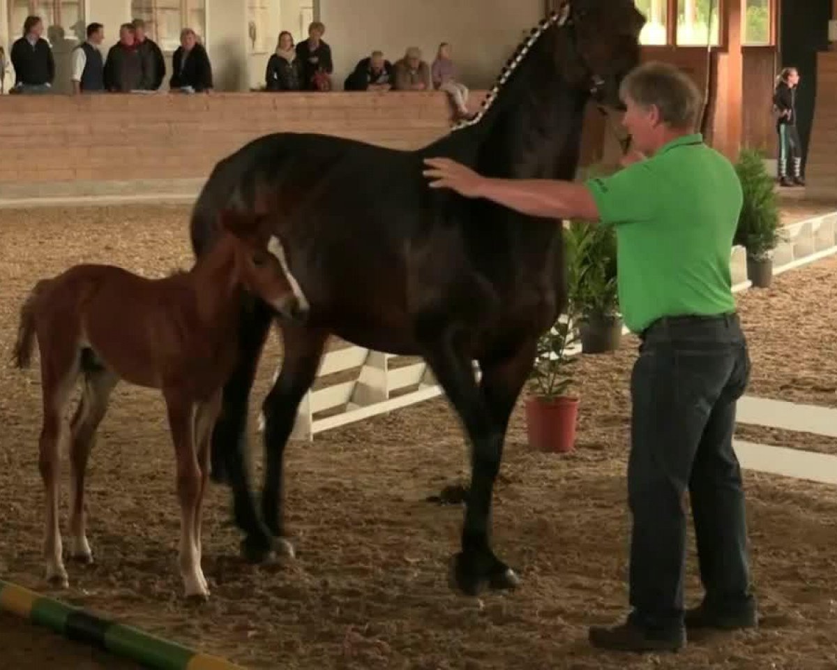 Springpferd Hengst von Coupie (Westfale, 2014, von Coupie)