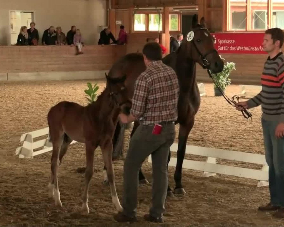 Springpferd Donnerwetter 84 (Westfale, 2014, von Diarado)