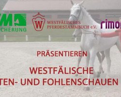 dressage horse Hengst von All at once (Westphalian, 2014, from All At Once)