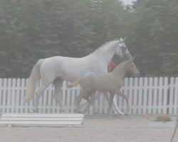 dressage horse Stute von Escoalr (Westphalian, 2014, from Escolar)