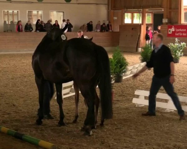 dressage horse Hengst von Fürstenball (Westphalian, 2014, from Fürstenball)