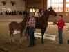 dressage horse Stute von Escolar (Westphalian, 2014, from Escolar)