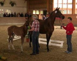 dressage horse Stute von Escolar (Westphalian, 2014, from Escolar)