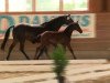 dressage horse Aquino AF (Westphalian, 2014, from All At Once)