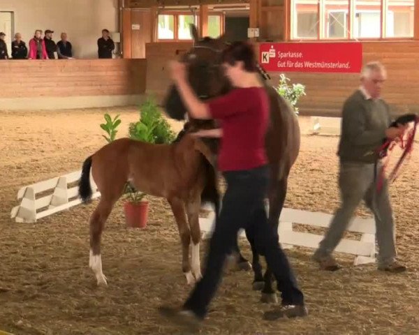 dressage horse Feelina 4 (Westphalian, 2014, from Farbenspiel)