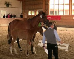 dressage horse Stute von Farbenspiel (Westphalian, 2014, from Farbenspiel)