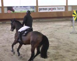 jumper Chellarius H (German Warmblood, 2007, from Chello 2)