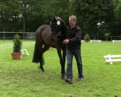 dressage horse Stute von Blickpunkt (Westphalian, 2010, from Blickpunkt 4)