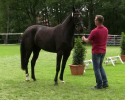 broodmare For me dable (Westphalian, 2011, from For Contest)