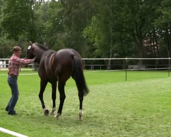 dressage horse Stute von Blickpunkt (Westphalian, 2011, from Blickpunkt 4)