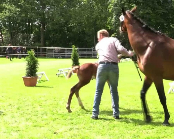 jumper Hengst von Pilothago (Westphalian, 2014, from Pilothago)