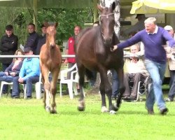 Springpferd Charly 1709 (Westfale, 2014, von Chaman)