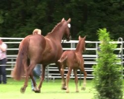 dressage horse Hengst von Depeche Mode (Westphalian, 2014, from Depeche Mode)