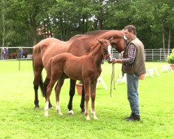 Zuchtstute Stute von Duke of Hearts xx (Edles Warmblut, 2014, von Duke of Hearts xx)