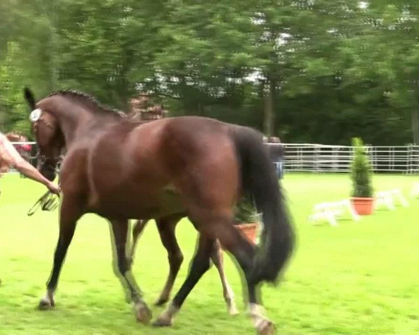 horse Hengst von Lassar (Westphalian, 2014, from Lassar)