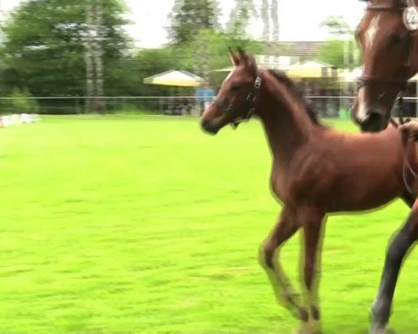 horse Hengst von Lassar (Westphalian, 2014, from Lassar)