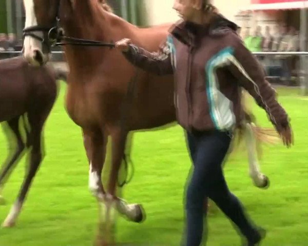 dressage horse Honneur de Coeur (Westphalian, 2014, from Hibiskus)