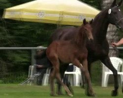 dressage horse Hengst von Rock Forever (Westphalian, 2014, from Rock Forever NRW)