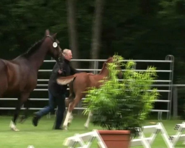 dressage horse Sirius 256 (Westphalian, 2014, from Sir Heinrich OLD)