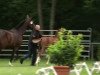 dressage horse Sirius 256 (Westphalian, 2014, from Sir Heinrich OLD)