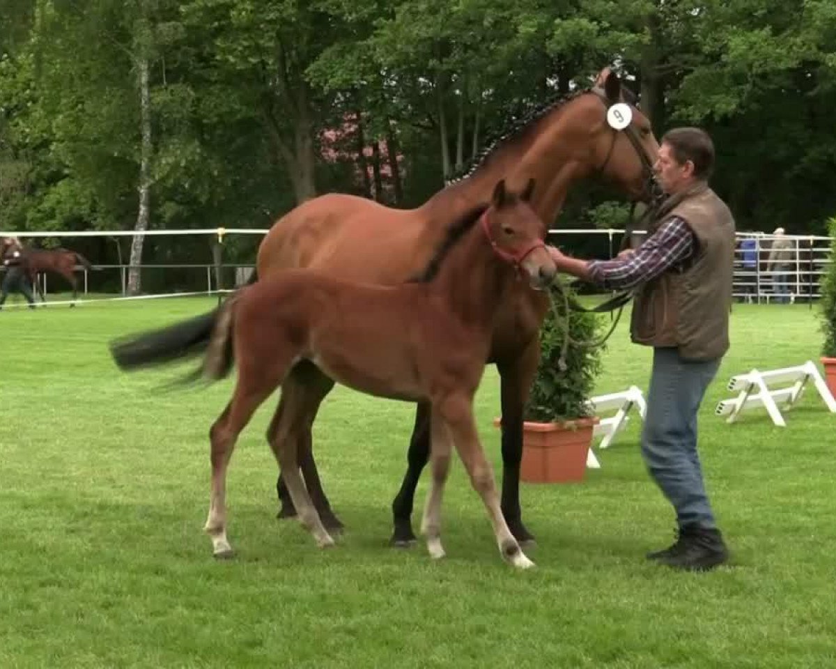 Springpferd Carlotta Lola (Westfale, 2014, von Crimpack's Carlot R)