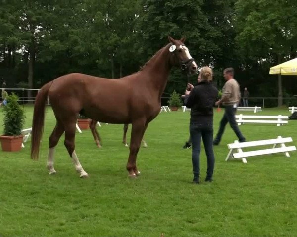 jumper Hengst von Chaman (Westphalian, 2014, from Chaman)