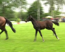 dressage horse Stute von Enzo Ferrari (Westphalian, 2014, from Enzo Ferrari)