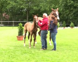 dressage horse Belle-Amie 3 (Westphalian, 2014, from Belissimo NRW)