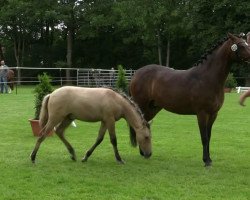 dressage horse Stute von Bob Sinclair (German Riding Pony, 2010, from Bob Sinclair R)