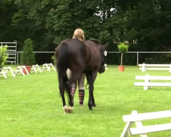 dressage horse Stute von Novalis T (German Riding Pony, 2011, from Novalis T)