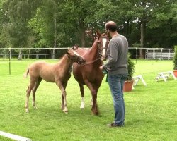 dressage horse Delaila (German Riding Pony, 2014, from Dimension AT NRW)