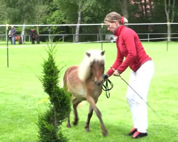 horse Stute von Maxx (Dt.Part-bred Shetland pony, 2011, from Maxx)