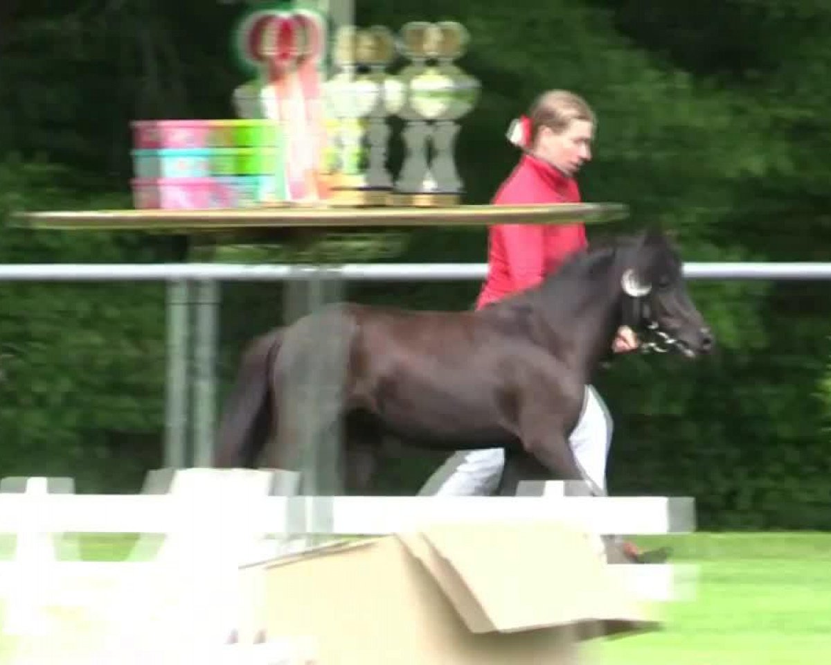 horse Stute von Maxx (Dt.Part-bred Shetland pony, 2011, from Maxx)