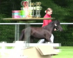 Pferd Stute von Maxx (Dt.Part-bred Shetland Pony, 2011, von Maxx)